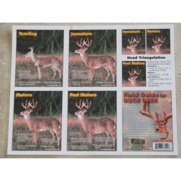 Field Guide for Buck Deer